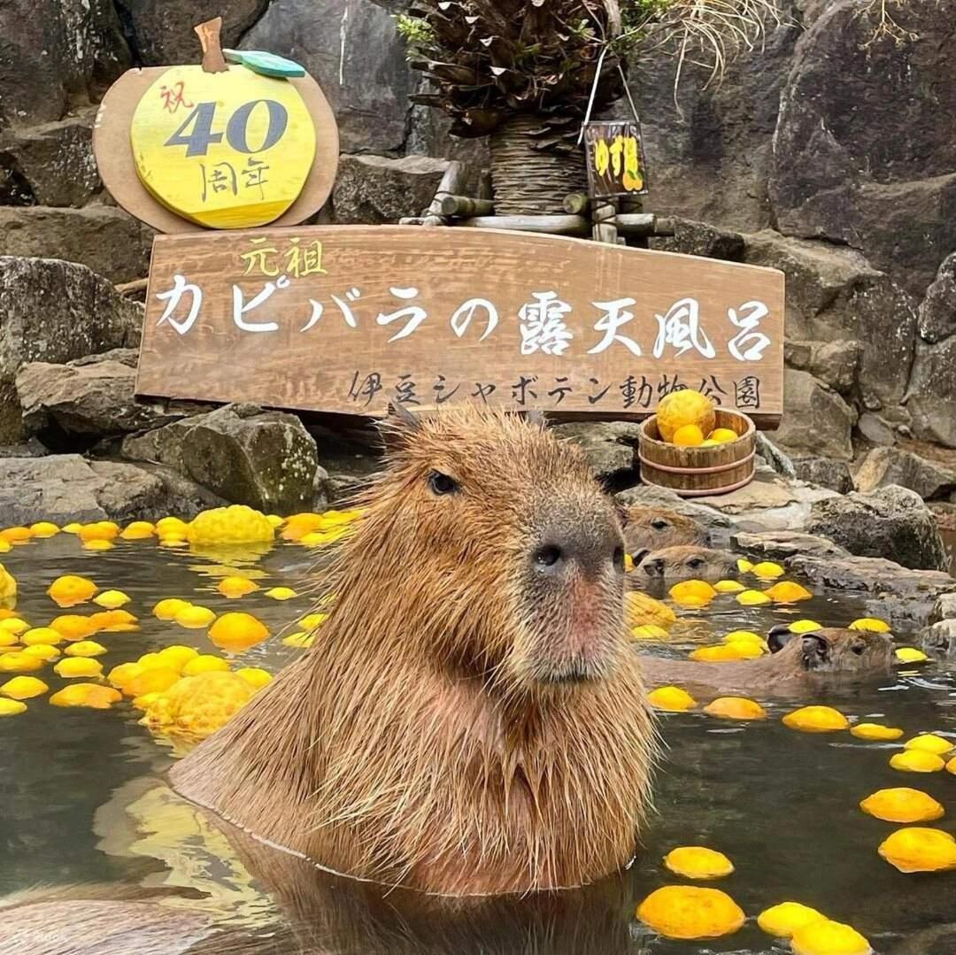 伊豆高原 温泉付別荘 Isana Mountain Villa Futo Экстерьер фото